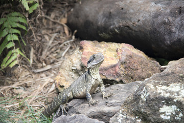 australia zoo 3