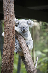 australia zoo 2