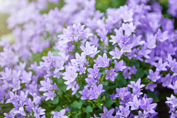 Small blue flowers