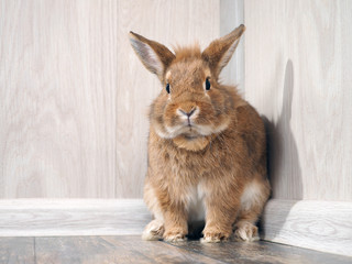 Obraz premium Cute rabbit sitting on the floor in the room