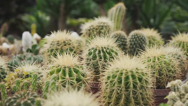 View of cactuses for seedling in greenhouse 4K