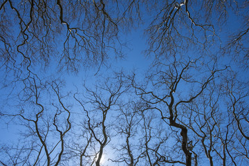 Tree alley with foot path along the canal du midi