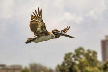 Majestic pelican in flight
