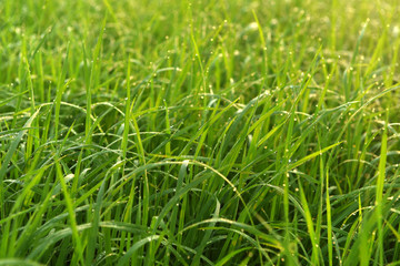 Obraz premium 3575867 Rice field in India at morning.