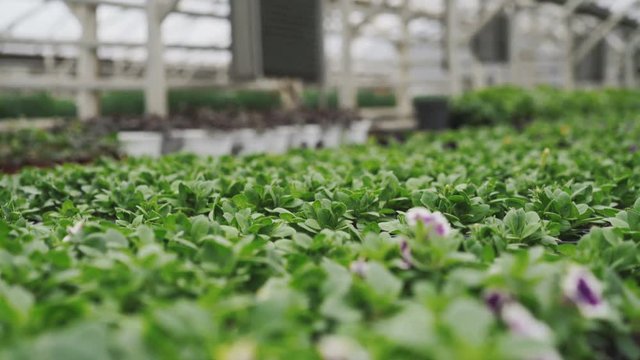 Close-up view of petunia flowers in greenhouse 4K