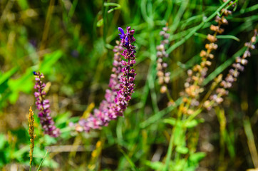 Salvia flowers on meadow on summer