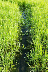 Organic rice field, water flowing between two rice fields to irrigate them