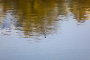 the bottle floats in the water