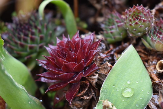 houseleek plant with water drop