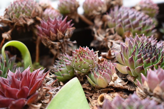 Beautiful evergreen flowers