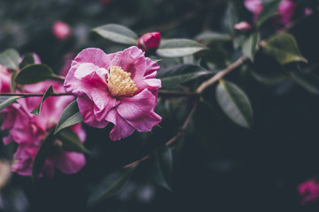 Camellias and Rhododendrons in April, Cornwall.