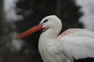 Cicogne Blanche
