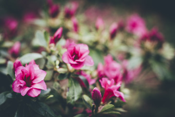 Fototapeta premium Camellias and Rhododendrons in April, Cornwall.