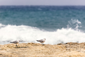 Gabbiani sulla costa