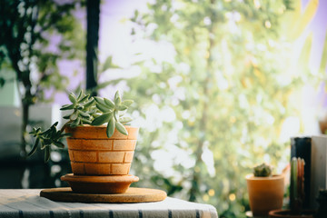 green cactus in pot