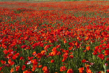 Spring day, field, red poppy
