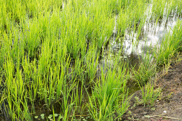 Organic rice field in water. Biological paddy section, recognizable by the weeds that grow along with the rice