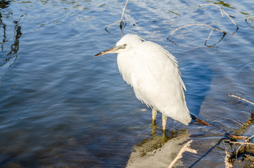 White heron on the shore of the swamp 