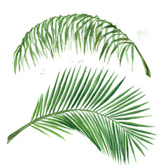 Palm leafs. Watercolor Illustration.
