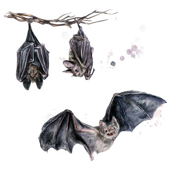 Bats. Watercolor Illustration.