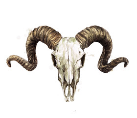 Ram Skull. Watercolor Illustration.