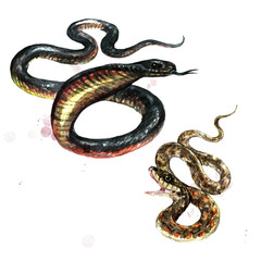 Snakes. Watercolor Illustration.