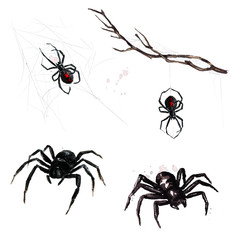 Spiders. Watercolor Illustration.