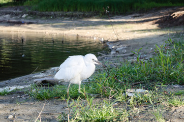 White heron on the shore of the swamp 