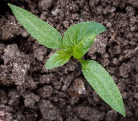 Seedlings of red pepper planted in the ground