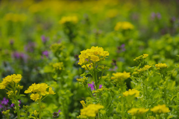 Fototapeta premium 菜の花