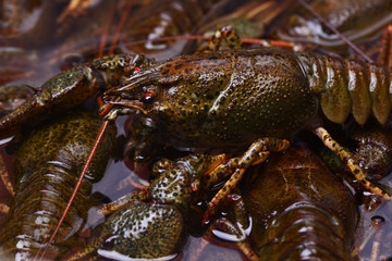 Fresh crayfish