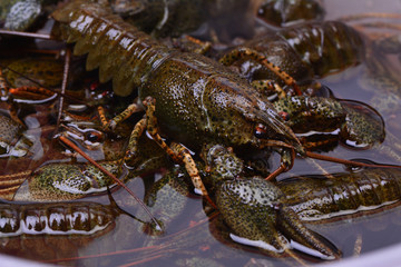 Fresh crayfish