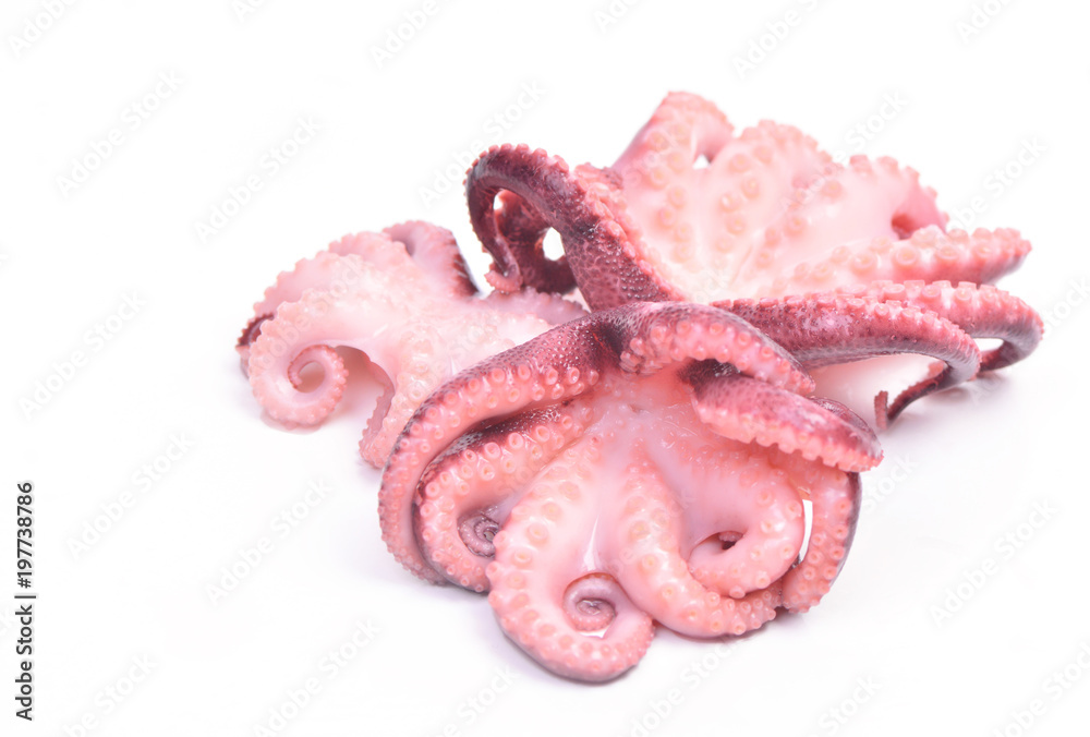 Canvas Prints octopus on a white background