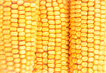 Сorn  texture on a white background