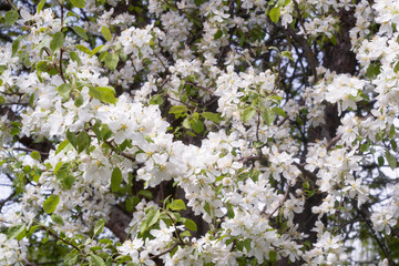 Spring pear plant blossom with little white flowers