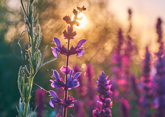 Sage bush closeup. Purple flovers against the sunrise beams of light background