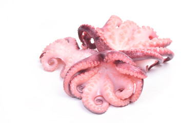 Octopus  on a white background