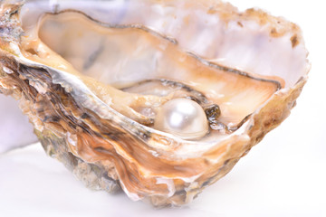 Naklejka premium Pearl oyster