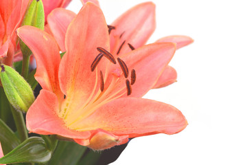 Lily on a white background