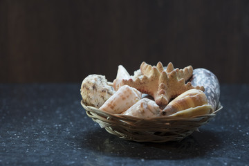 Sea shells are well laid out on a wicker stand