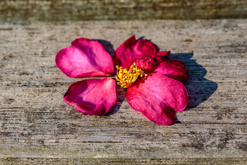 fallen camellia flower