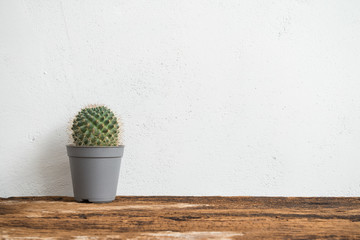 Cactus pot over white background with copy space