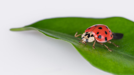 Cute ladybug on a green leaf. Harmonia axyridis. Beautiful close-up of the black spotted ladybeetle on natural leaflet with a white background. Shallow depth of field.