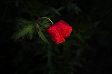 Like a splendid art muse, this small wild poppy flower, bright red on a dark background, in the...
