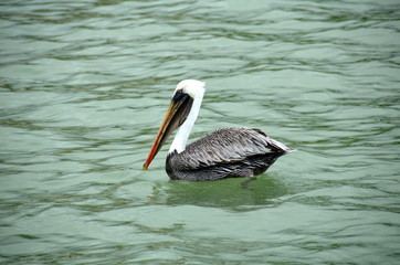 Beautiful Pelican 