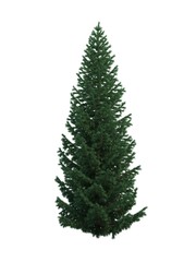 tree fir