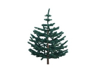 tree fir