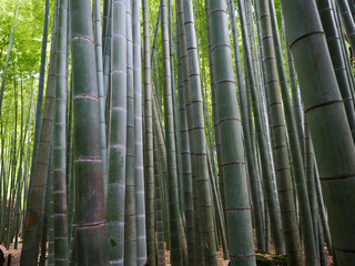 Hintergrund Bambus Wald