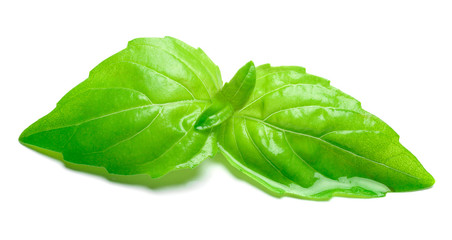 studio shot of fresh green basil herb leaves on white background. Clipping path
