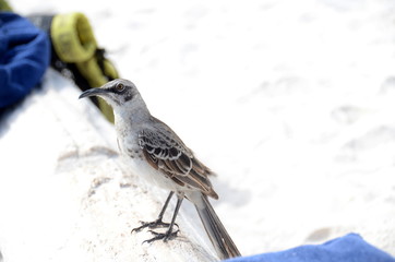 Wandering Tattler